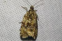 Celypha lacunana