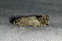 Cydia splendana
