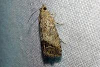Cydia splendana