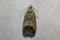 Cydia splendana