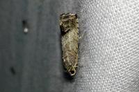 Cydia splendana