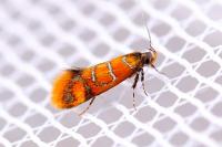 Promalactis procerella