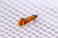 Promalactis procerella