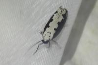 Ethmia bipunctella