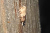 Gypsonoma aceriana