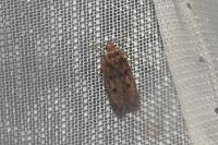 Hofmannophila pseudospretella