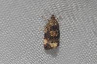 Endothenia