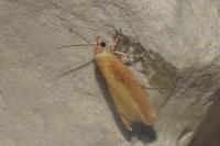 Eucosma obumbratana