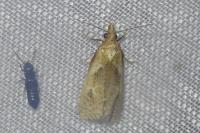 Phtheochroa inopiana