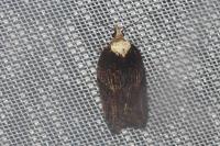 Acleris hastiana