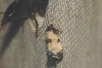 Neocochylis dubitana