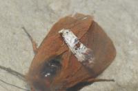 Neocochylis hybridella