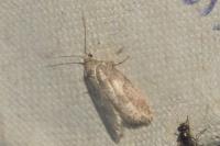 Cnephasia