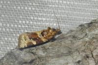 Argyrotaenia ljungiana