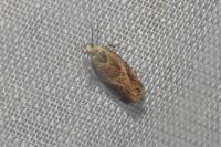 Epinotia cruciana