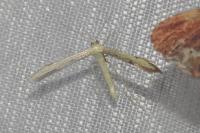 Adaina microdactyla