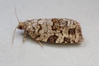 Dichelia histrionana
