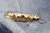 Ethmia bipunctella
