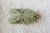 Acleris literana