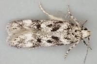 Chionodes electella
