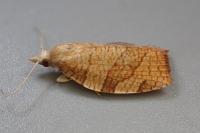 Pandemis corylana