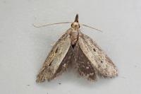 Aplota palpella
