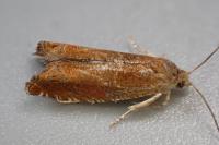 Epinotia tenerana