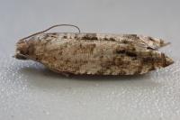 Rhopobota naevana