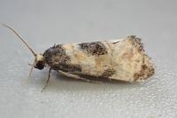 Neocochylis dubitana