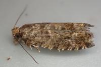 Zeiraphera rufimitrana