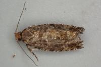 Zeiraphera rufimitrana