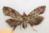 Zeiraphera rufimitrana