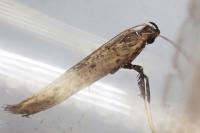 Caloptilia populetorum