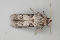 Blastobasis glandulella