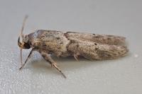 Blastobasis glandulella
