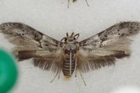 Blastobasis glandulella