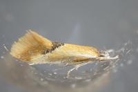 Batia lunaris