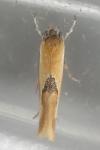 Batia lunaris