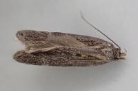 Aroga velocella