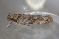 Psoricoptera gibbosella