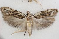 Psoricoptera gibbosella
