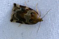 Archips xylosteana