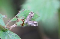 Anthophila fabriciana