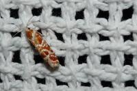 Rhyacionia pinicolana