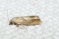 Eucosma conterminana
