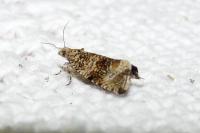 Celypha lacunana