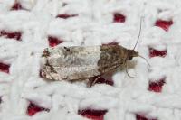 Notocelia roborana