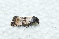 Cochylichroa atricapitana