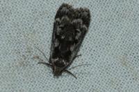 Anacampsis blattariella/populella
