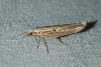 Ypsolopha nemorella